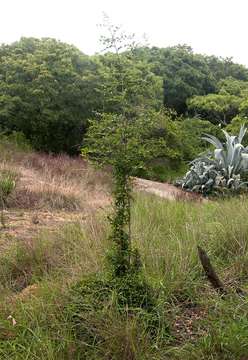 Image of Margaritaria discoidea (Baill.) G. L. Webster