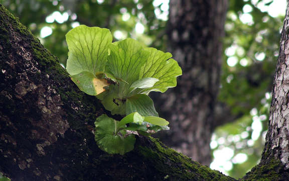 Image of staghorn