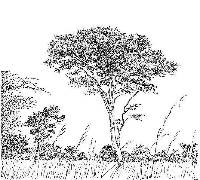 Plancia ëd Vachellia pilispina (Pic. Serm.) Kyal. & Boatwr.