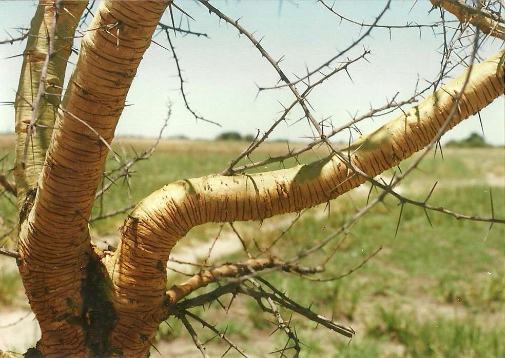 Слика од Vachellia pilispina (Pic. Serm.) Kyal. & Boatwr.