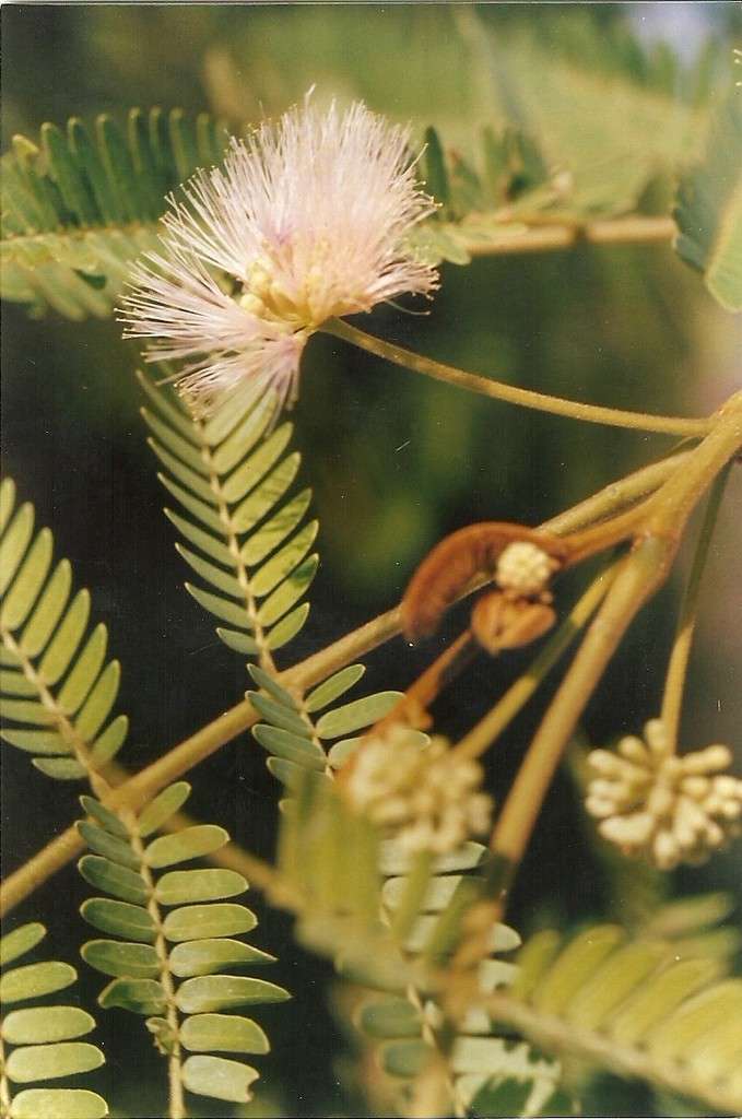 Image of albizia