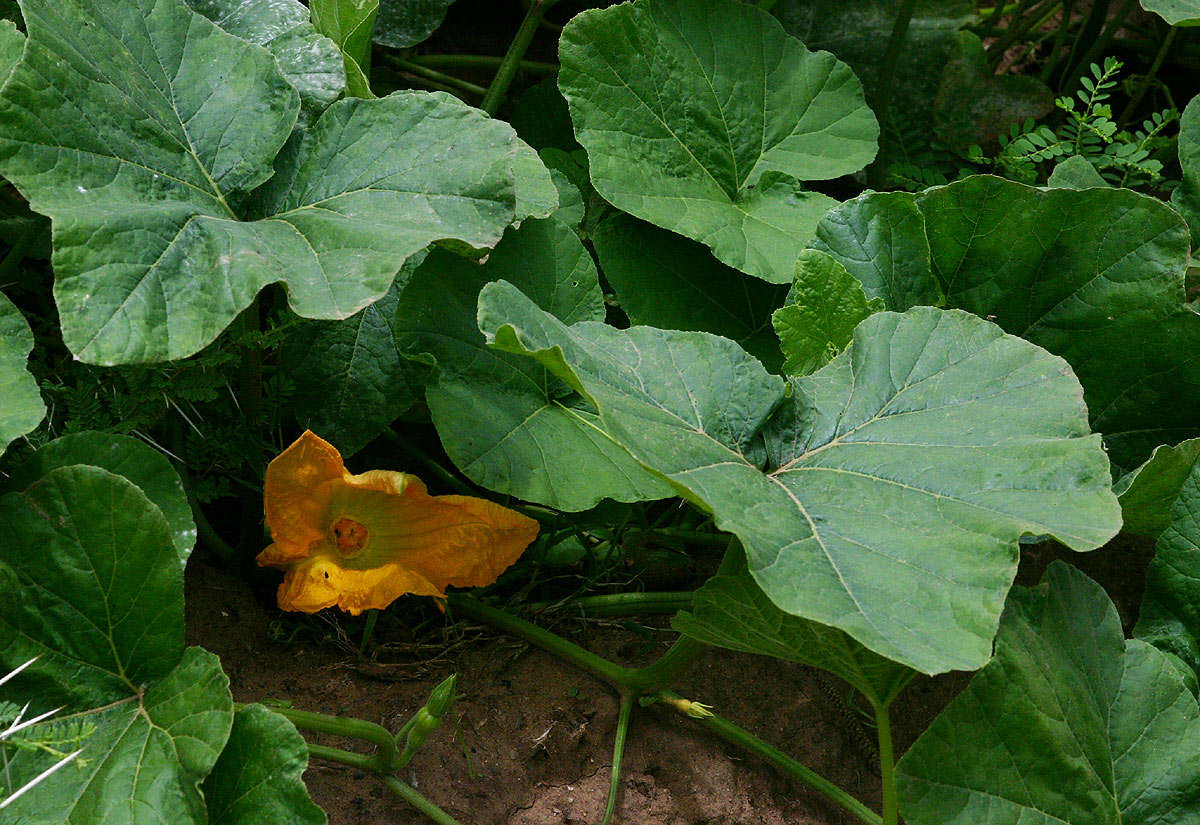 Image of gourd