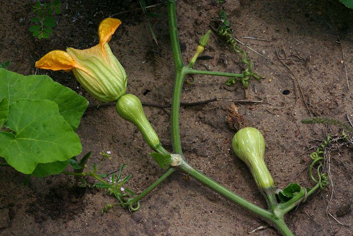 Image of gourd