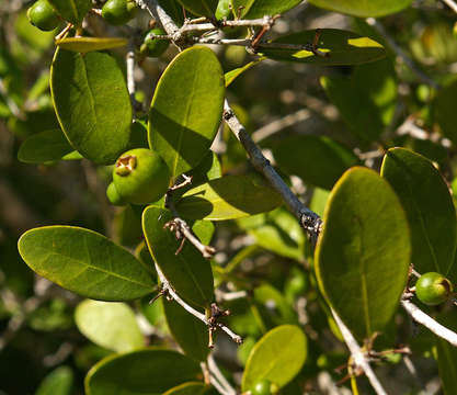 Image of Dune myrtle