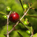 Image of Eugenia capensis subsp. capensis