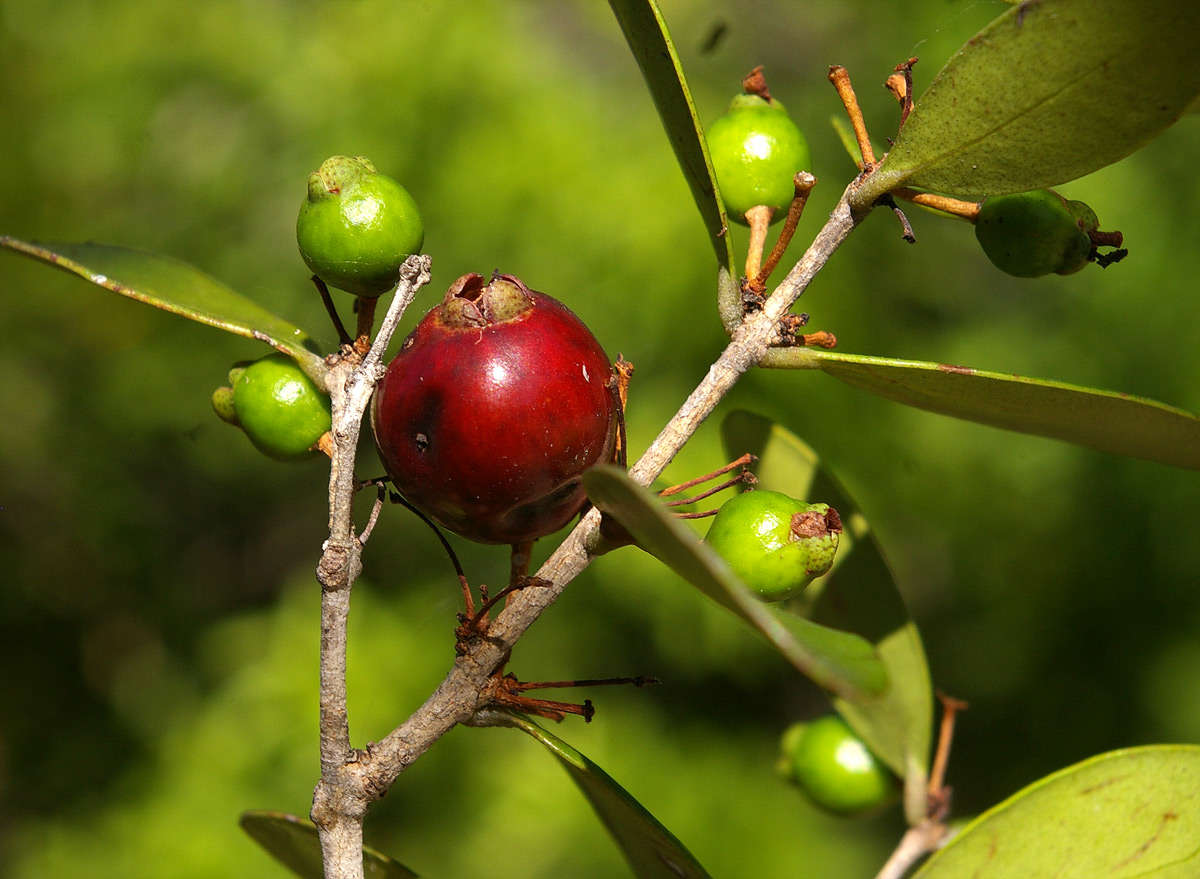 Image of Dune myrtle