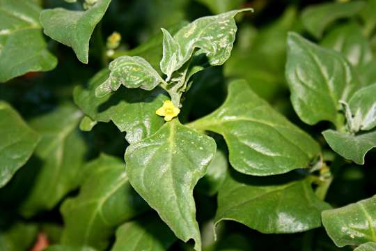 Image of New Zealand spinach