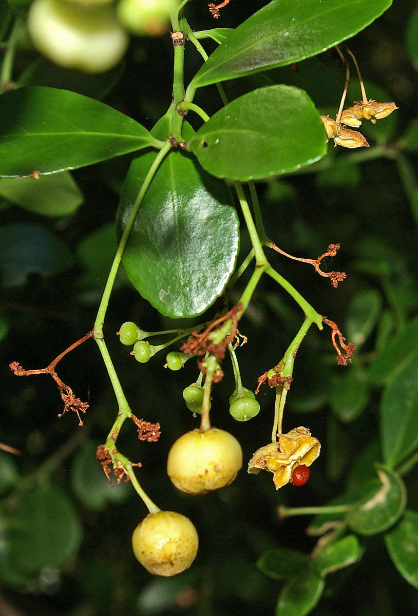 Image of <i>Gymnosporia arenicola</i> Jordaan