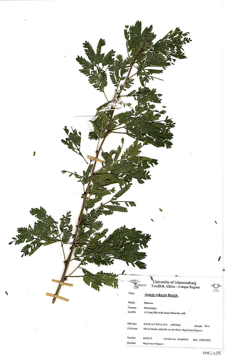 Image of Vachellia robusta (Burch.) Kyal. & Boatwr.