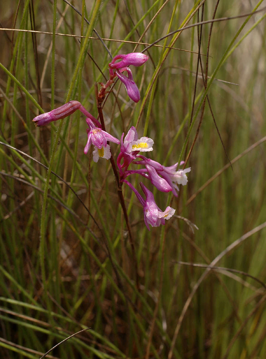 Слика од Polystachya songaniensis G. Will.