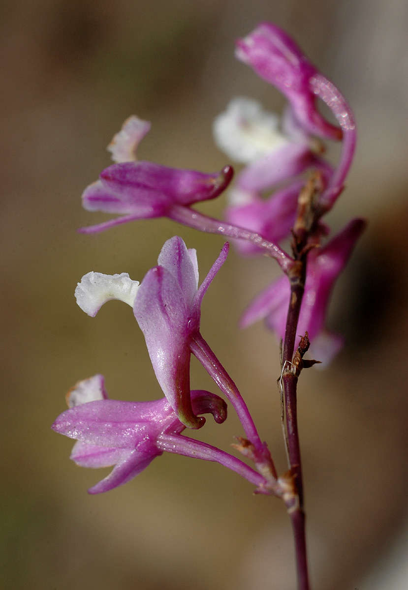 Image of Polystachya songaniensis G. Will.