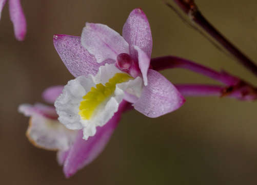 Image of Polystachya songaniensis G. Will.