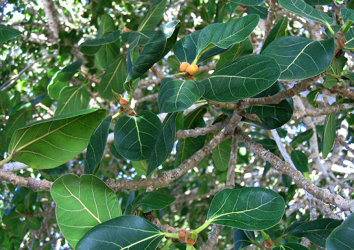 Image of council tree