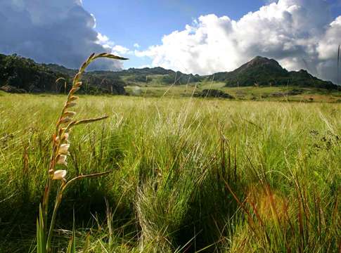 Image of thick-leaved gladiolus