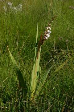 Image of thick-leaved gladiolus