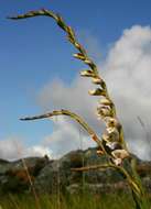 Image of thick-leaved gladiolus