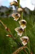 Image of thick-leaved gladiolus