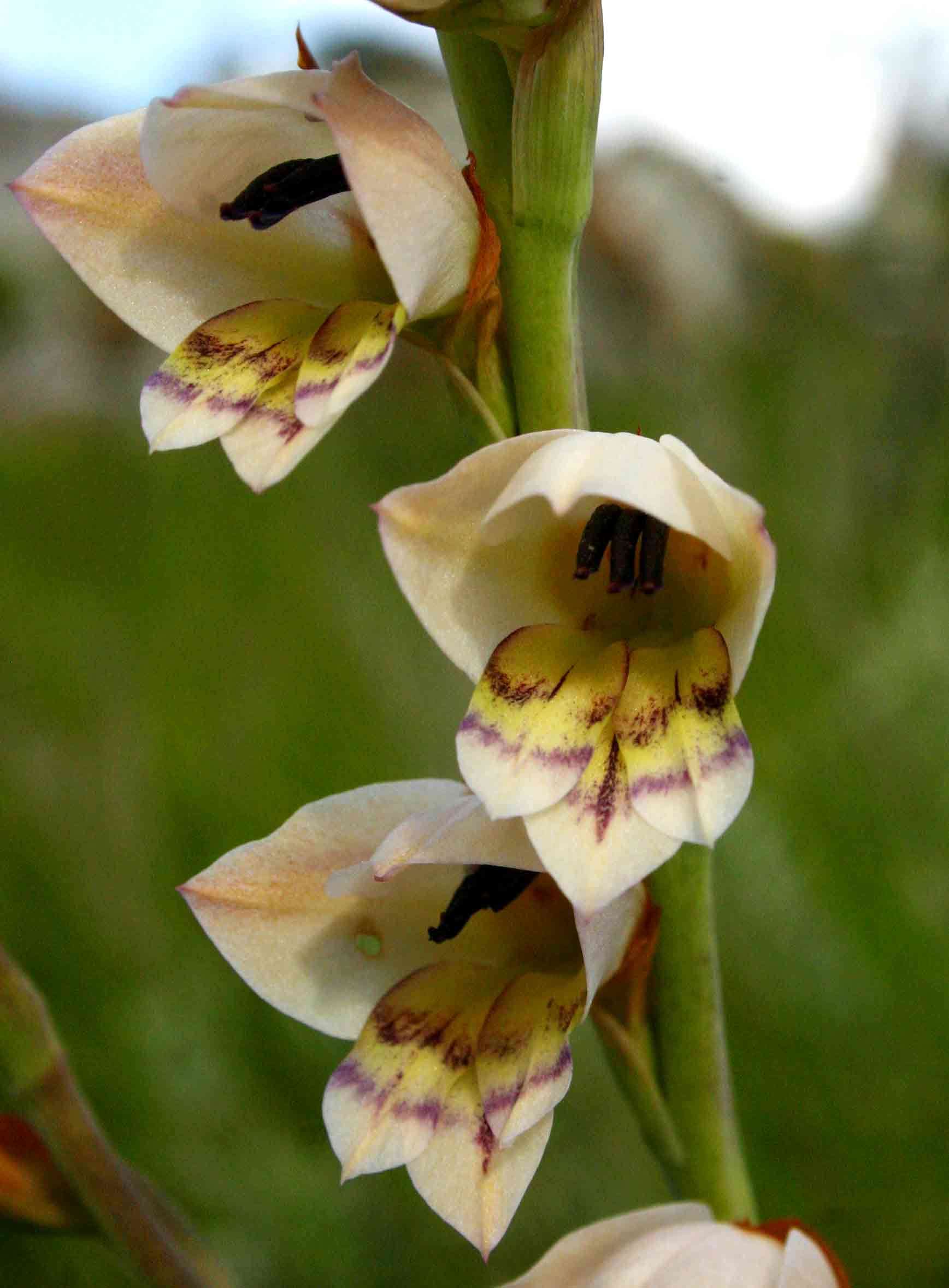 Image of thick-leaved gladiolus