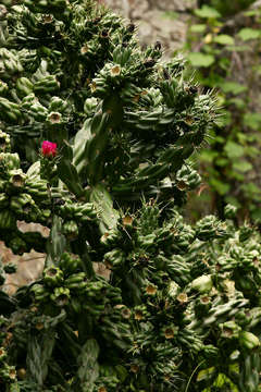 Image de Cylindropuntia