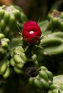 Image de Cylindropuntia