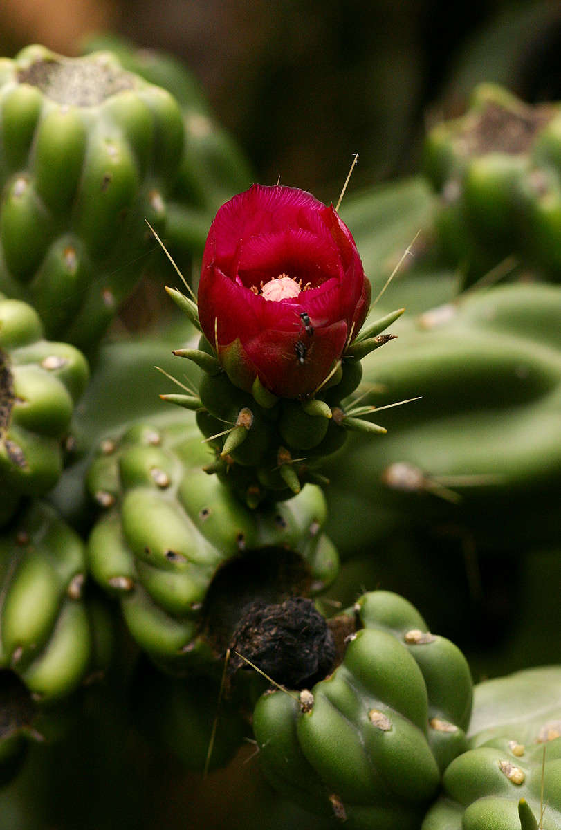 Image of Chollas