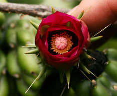 Image de Cylindropuntia