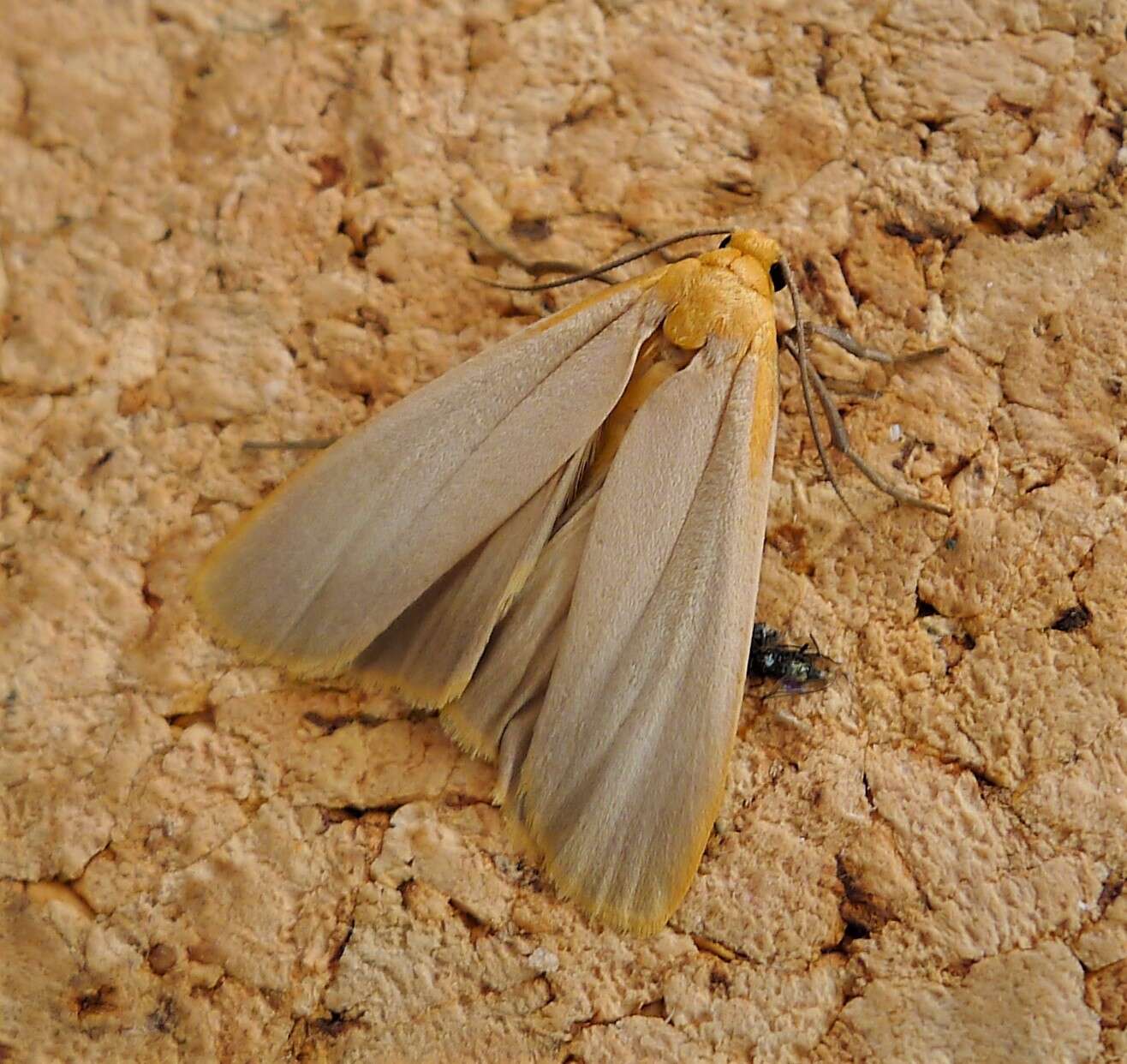 Image of buff footman