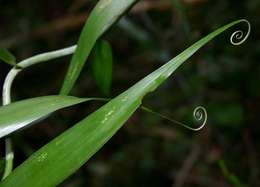 Image of Flagellariaceae