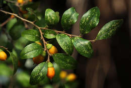 Diospyros natalensis (Harv.) Brenan的圖片