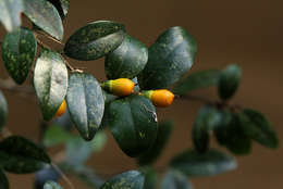 Diospyros natalensis (Harv.) Brenan的圖片