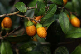 Diospyros natalensis (Harv.) Brenan的圖片