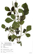 Plancia ëd Allophylus rubifolius (Hochst. ex A. Rich.) Engl.