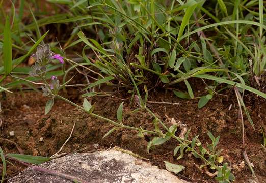 Image de Dicliptera nyangana I. Darbysh.