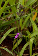 Image de Dicliptera nyangana I. Darbysh.