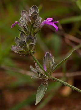 Dicliptera nyangana I. Darbysh.的圖片