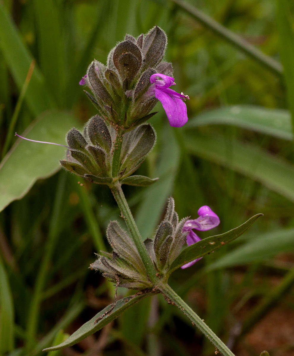 Imagem de Dicliptera nyangana I. Darbysh.