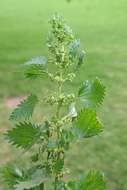 Image of nettle