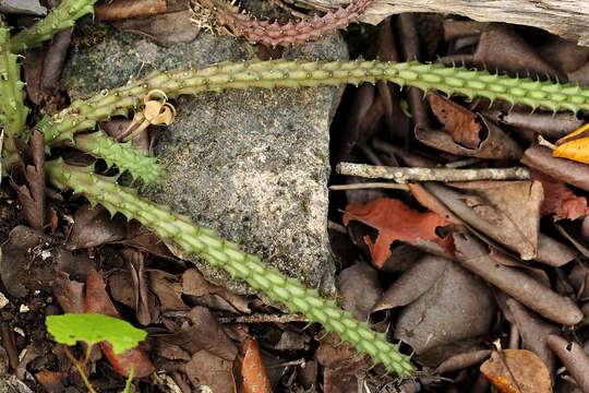 Image of Ceropegia verekeri (Stent) Bruyns