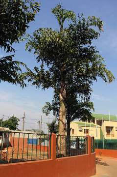 Image of fishtail palm