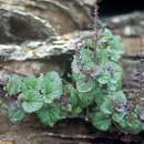 Слика од Plectranthus selukwensis N. E. Br.