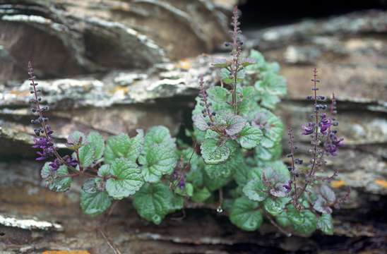 Слика од Plectranthus selukwensis N. E. Br.