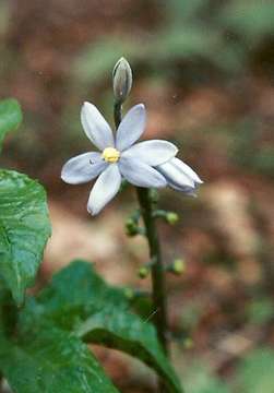 Image of Cyanastrum