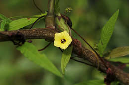 Image of morningvine