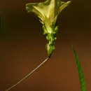 Image of Xenostegia alatipes (Damm. ex Engl.) A. R. Simões & Staples