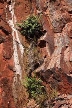 Image of goldback fern