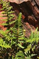 Image of goldback fern