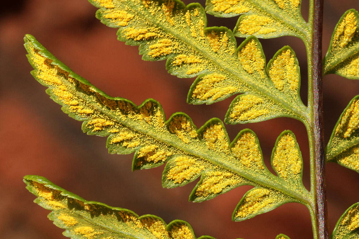 Image of goldback fern