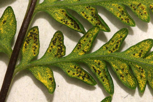 Image of maidenhairs and shoelace ferns
