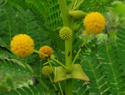 Image of Vachellia latispina (J. E. Burrows & S. M. Burrows) Kyal. & Boatwr.