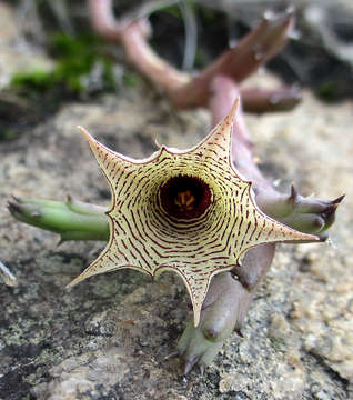 Imagem de Ceropegia leachiana Bruyns